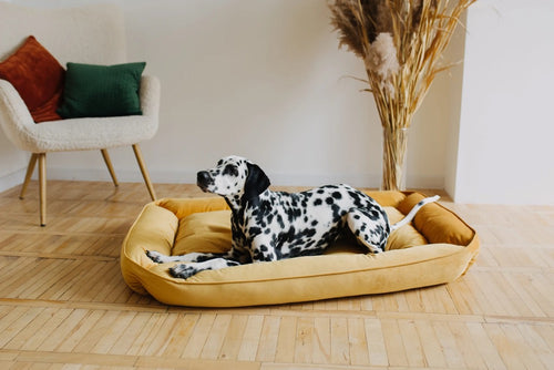 Custom dog bed Mustard bed for dog Floor bed for dog Pet furniture Modern Velvet dog bed